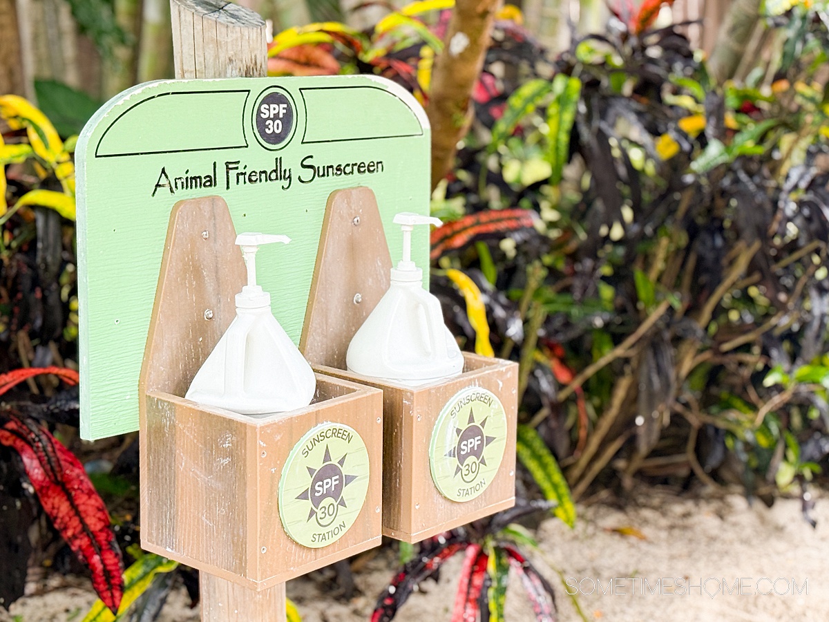 Two large jugs of sunscreen with pumps and tropical foliage in the background.