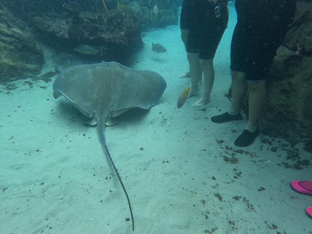 Stingray on the floor in a Discovery Cove habitat during a SeaVenture experience.