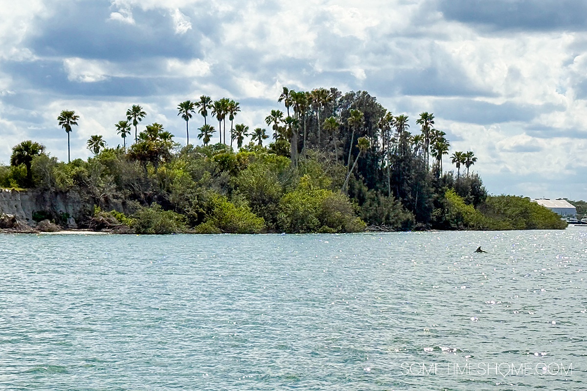 Lush island in the distance and a dolphin's fin popping out of the water on the right side.
